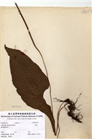 藏品(萊蕨)的圖片